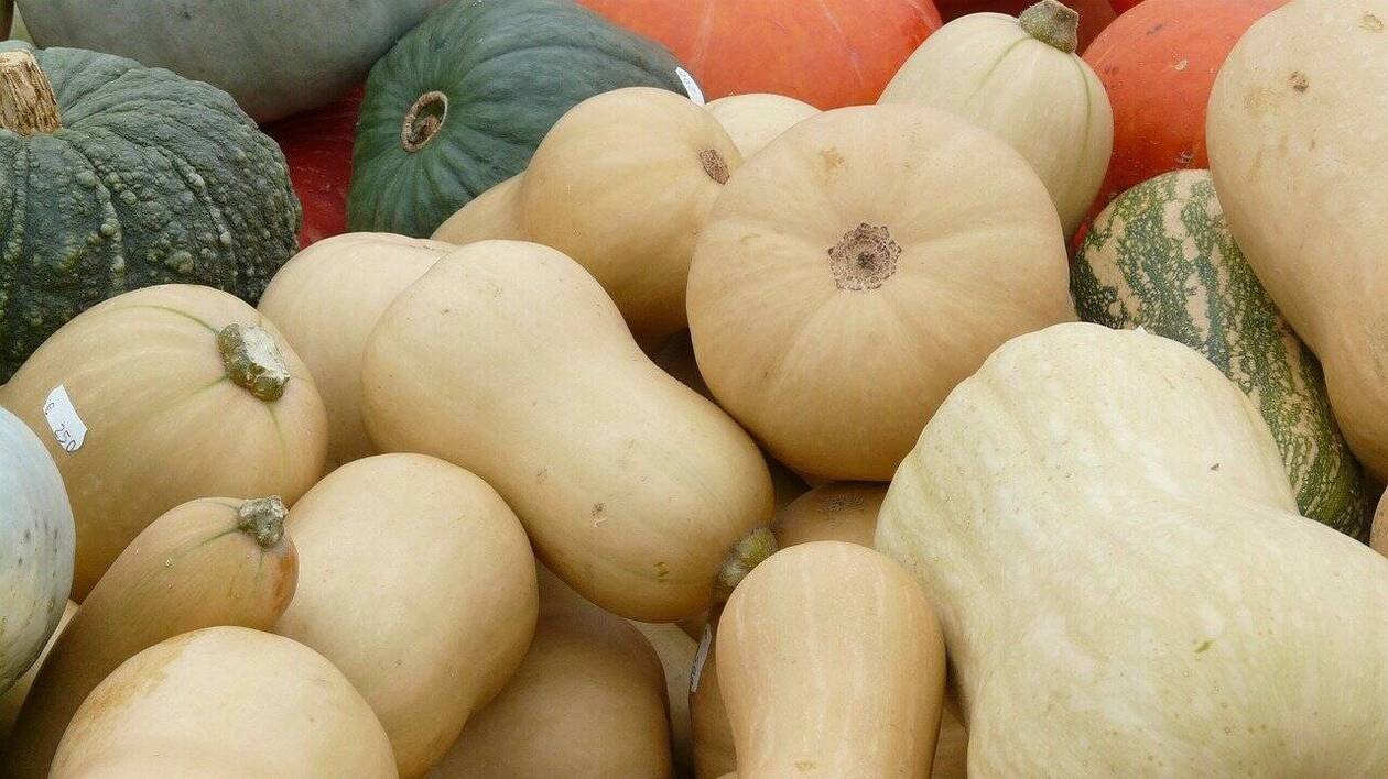 Un agriculteur offre cinq tonnes de butternut, cette ferme du Loiret en fait 4 000 litres de soupe
