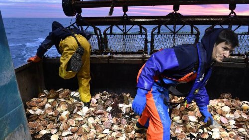 Ouverture de la pêche à la coquille à Saint-Malo : « Les Saint-Jacques sont en pleine forme »