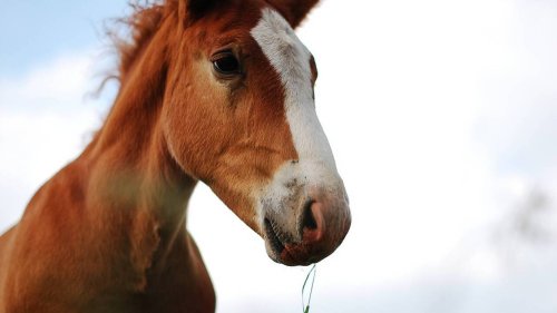 Aveyron : un cheval de 35 ans bloqué au sol dans son box, secouru par les pompiers