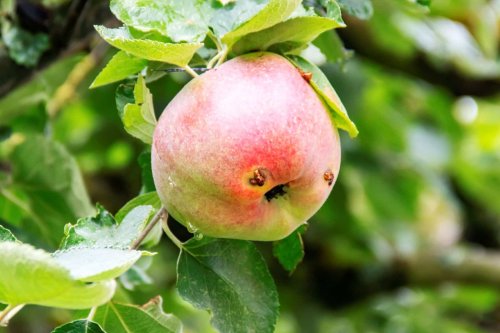 Ce ravageur s’attaque en silence à vos arbres fruitiers : voici comment l’en empêcher