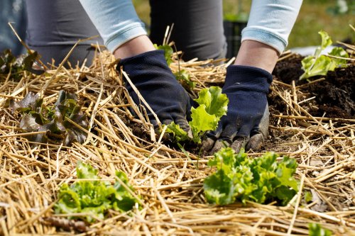 C’est maintenant que tout se joue : ce geste indispensable en mai garantit un potager ultra productif cet été