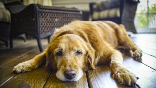 Son chien ne peut pas monter dans l’avion, elle le tue dans les toilettes pour ne pas rater son vol