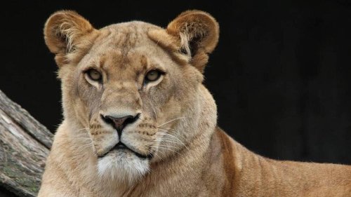 Un sanctuaire pour les anciens tigres et lions des cirques va ouvrir dans les Landes