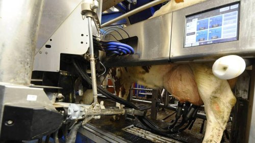 Agriculture. « Depuis que nous avons robotisé la traite, nous vivons un enfer »