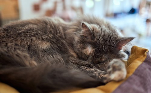 Tumeur de l’estomac du chat : causes, symptômes, traitements et prévention