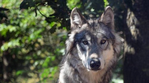 CARTE. Quelles sont ces communes de Maine-et-Loire où le loup inquiète le plus les éleveurs ?