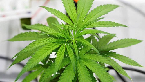 Le message plein d’humour des gendarmes à l’attention des cultivateurs de cannabis