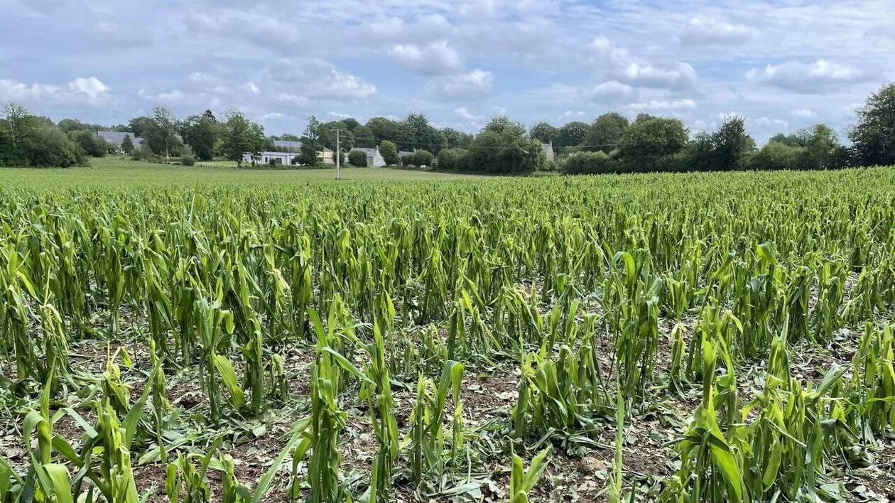 Orages violents dans l’Orne : une procédure d’indemnisation pour les agriculteurs