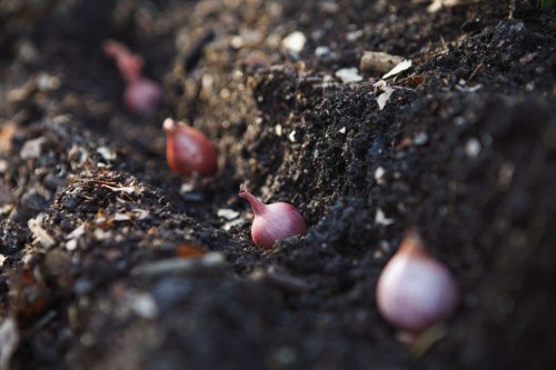 Plus que quelques jours pour planter ces 2 légumes du potager qui donneront du goût à vos plats l’année prochaine