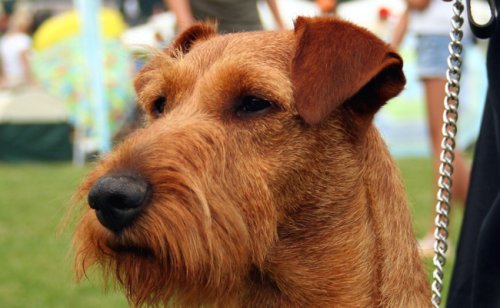 Irish Terrier ou Terrier Irlandais : caractère, éducation, santé, prix | Race de chien