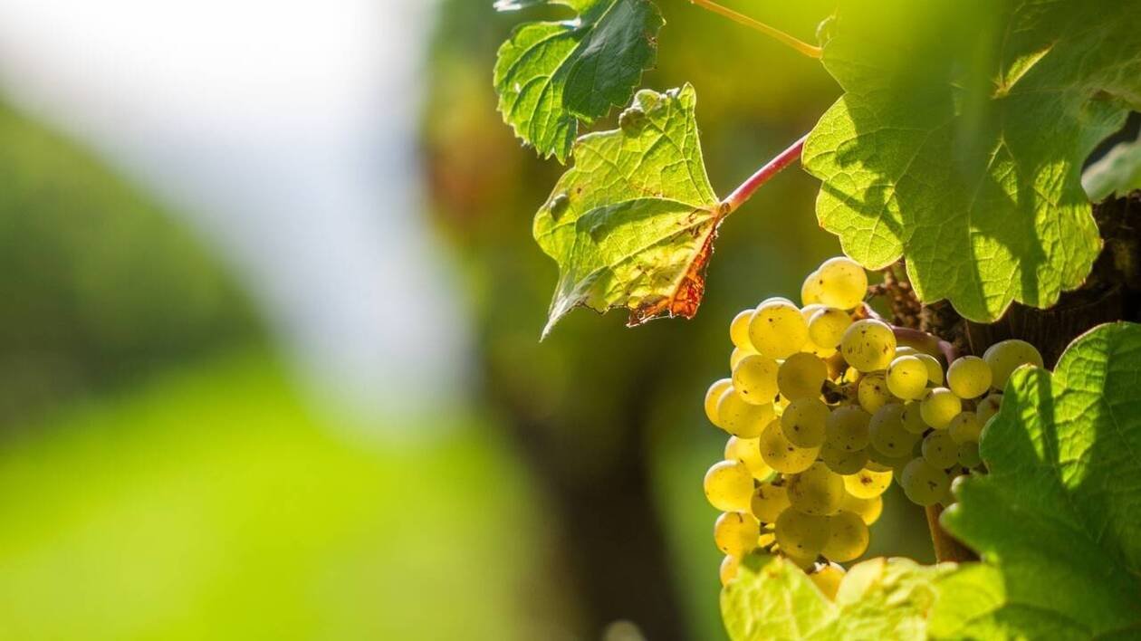 Vendanges : dans ce département, les saisonniers peuvent cumuler leur RSA et leur salaire