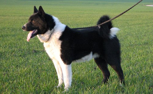 Chien d'ours de Carélie : caractère, éducation, santé, prix