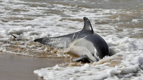 Près de 1 200 dauphins échoués sur le littoral Atlantique cet hiver, une mortalité record