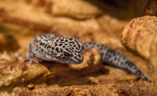 Comment aménager un terrarium pour un Gecko Léopard ?
