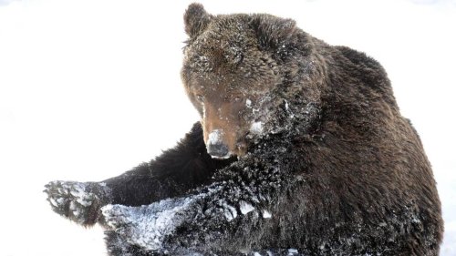 Ourse tuée dans les Pyrénées : quatre mois de prison avec sursis requis contre le chasseur