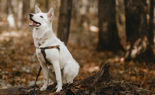 Comment améliorer la concentration de mon chien ?