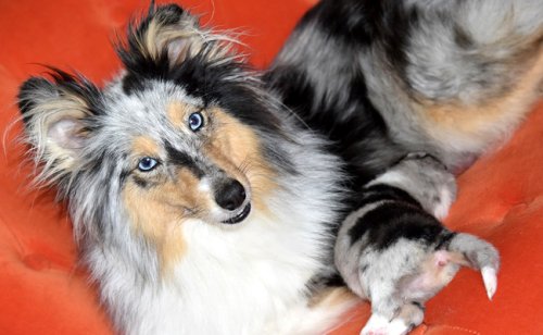 Chienne allaitante : quelle alimentation ?