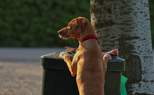 Mon chien fouille dans les poubelles : pourquoi ce comportement ?
