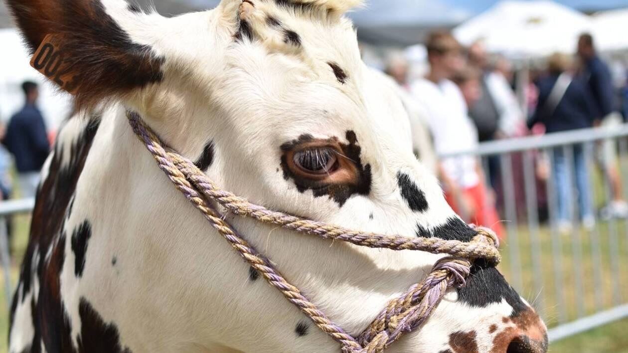 À Vire Normandie, la fièvre catarrhale ovine prive le comice agricole de bovins et d’ovins