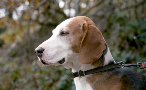 Brachet Allemand : caractère, éducation, santé, prix | Race de chien