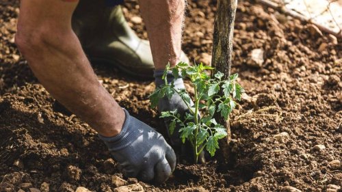 Cinq gestes indispensables pour planter vos tomates