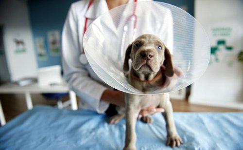 Collerette pour chien : quelle utilité ? Comment la choisir ?