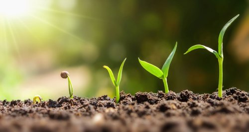 Engrais naturels : 12 solutions méconnues et écologiques pour votre jardin !