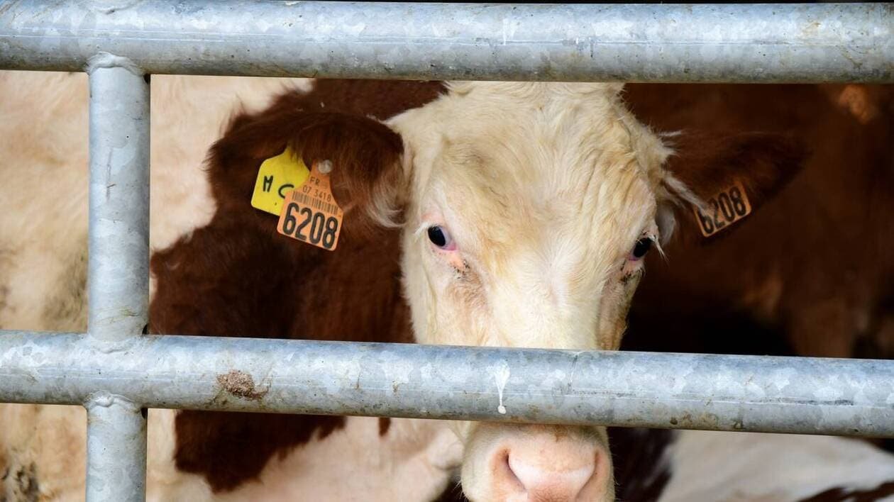 Huit foyers de dermatose nodulaire des bovins recensés en Savoie et en Haute-Savoie