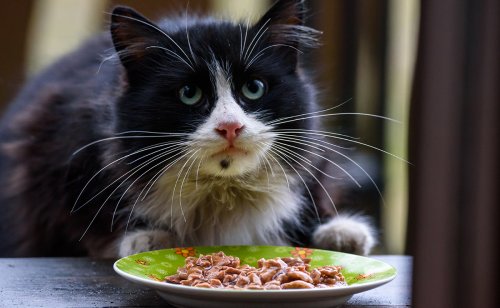 7 habitudes alimentaires de votre chat qu'il vous faut changer immédiatement !