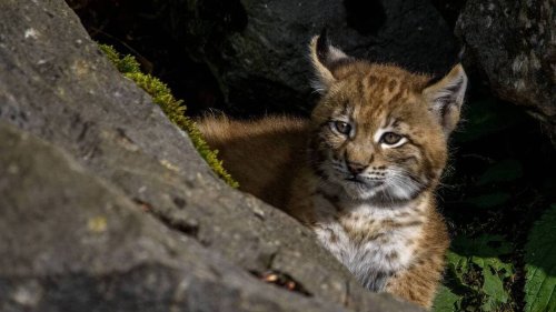 Jura. Un automobiliste tombe nez à nez avec un lynx près d’une aire de pique-nique