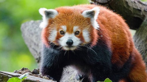 Un panda roux s’échappe d’un zoo en Angleterre, il est capturé dans les rues de la ville