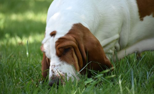 8 différents vomis du chien à connaître pour savoir s'il faut s'inquiéter (couleur, texture, etc.) !