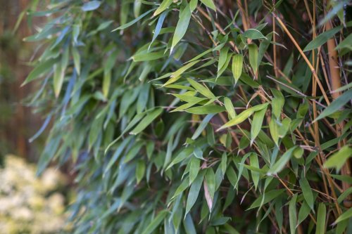 Stop au bambou qui envahit tout ! Cette plante méconnue fait bien mieux et pousse en un temps record - TRUC MANIA