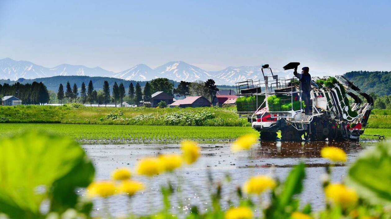 Le Japon ouvre ses réserves stratégiques de riz pour enrayer l’envolée des prix