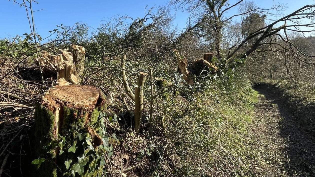 L’abattage d’arbres aux abords d’un chemin de randonnée fait polémique dans les monts d’Arrée