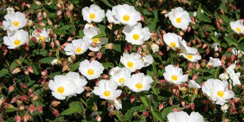 12 plus belles fleurs d’hiver pour embellir son jardin