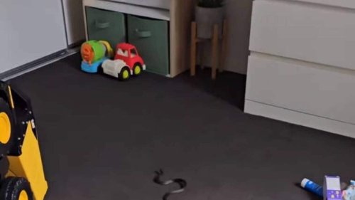 Le serpent venimeux se cachait dans les jouets de la chambre d’un enfant : « C’est dingue ! »