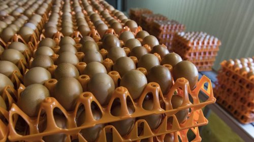 Crise de l’œuf. En Bretagne, des éleveurs contraints d’abandonner le bio