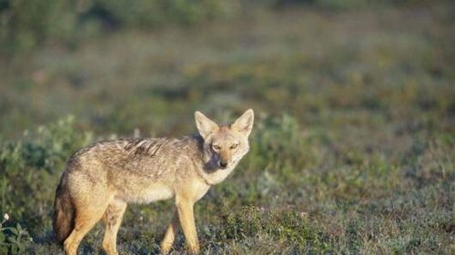 Un chacal doré aperçu en Normandie, une observation peu commune pour la région