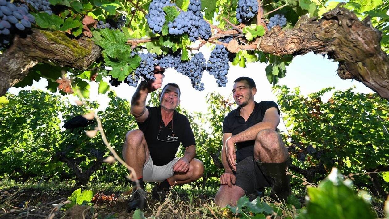 « Un super millésime pour commencer » : Clément reprend le domaine d’un vigneron reconnu de l’Anjou