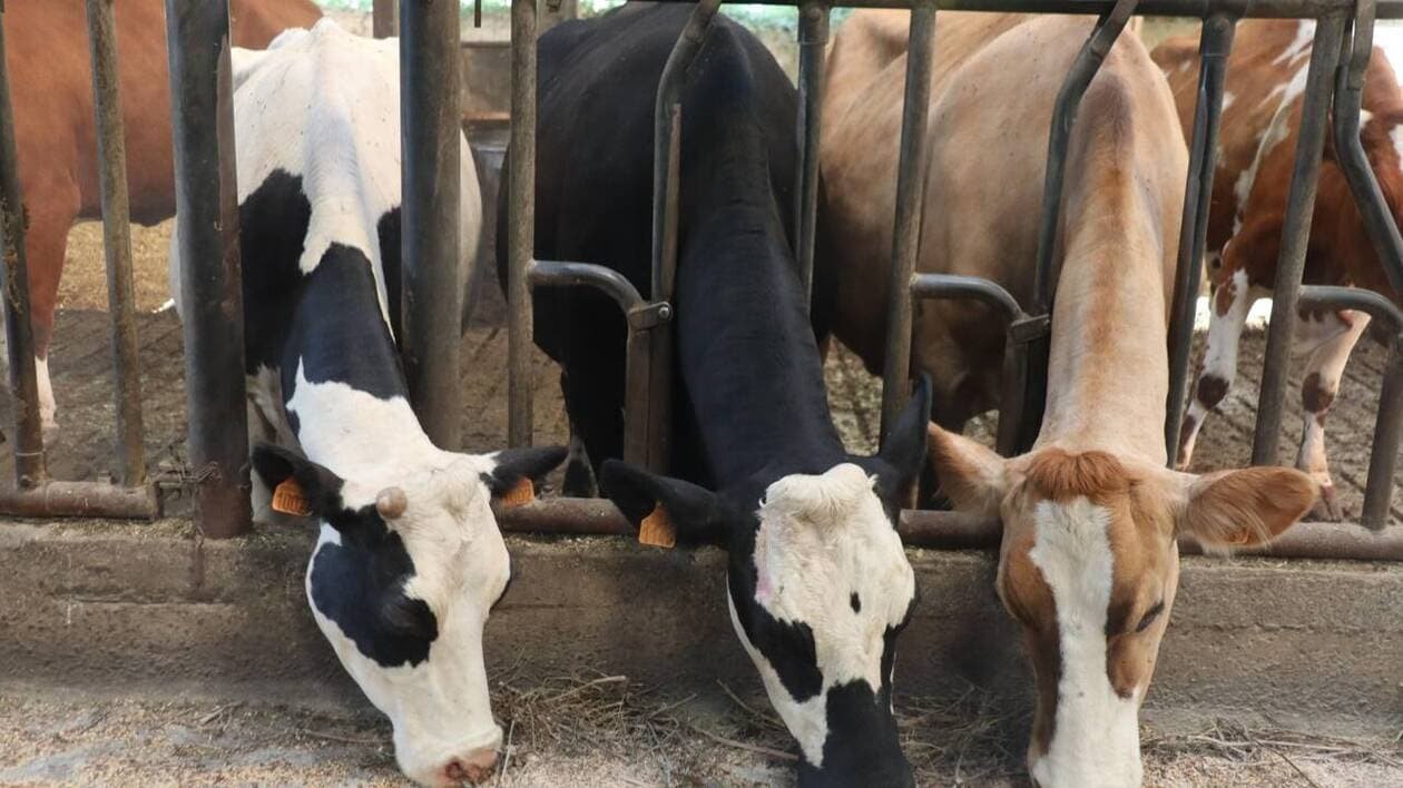 Fièvre catarrhale : pour la première fois, il n’y aura aucune vache ni mouton à Agrifête 2025