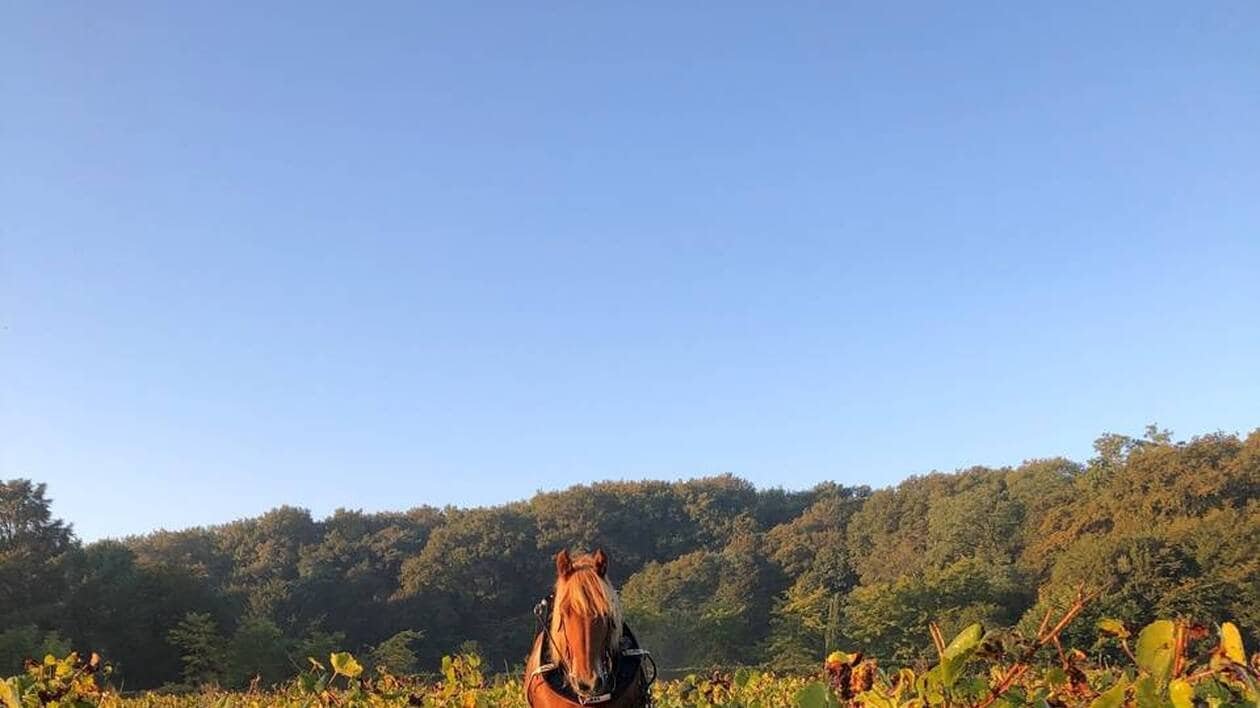 Le musée du vignoble nantais ressuscite l’histoire de femmes oubliées et au destin hors du commun