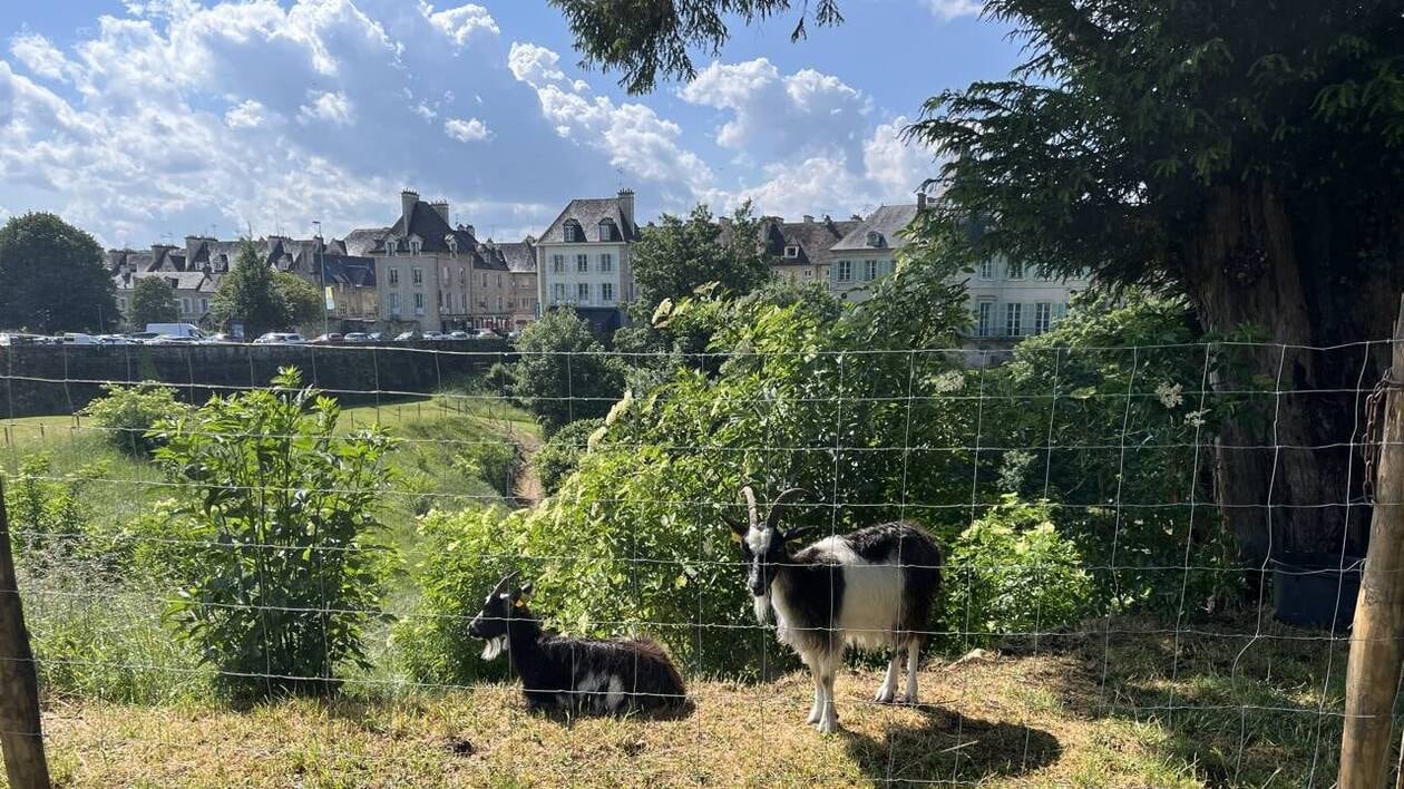 Pourquoi des chèvres ont-elles pris leurs quartiers dans le parc de La Fresnaye à Falaise ?
