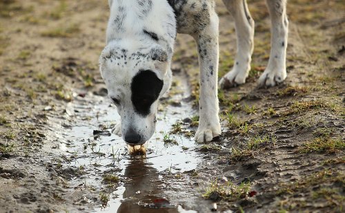 Mon chien peut-il être empoisonné par l'eau qu'il boit dans ses balades ?