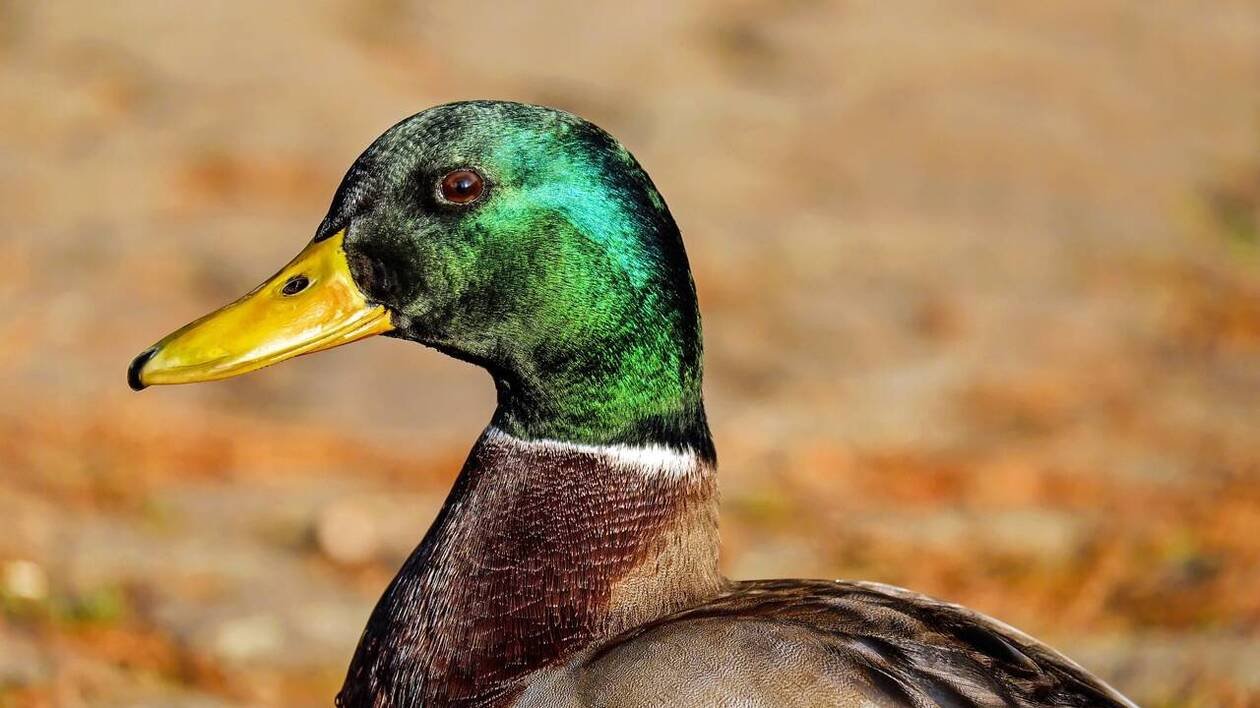 Il coupait les ailes de ses canards pour les empêcher de voler, un éleveur condamné à Amiens