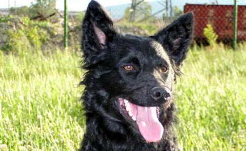 Chien de berger de Croatie : caractère, éducation, santé, prix | Race de chien
