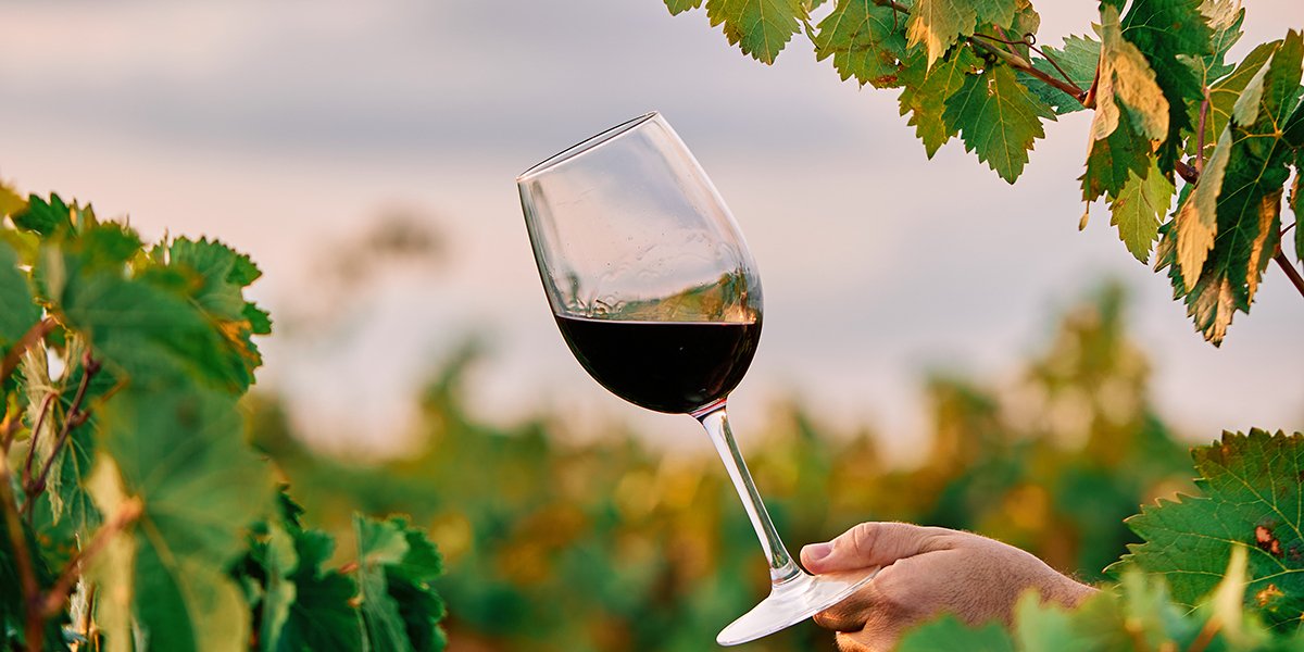 Quelle différence entre un vin naturel et un vin bio ?