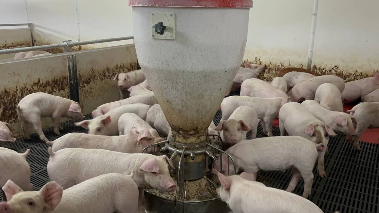 Lysine chinoise : l’UE protège ses éleveurs avec sa taxe antidumping