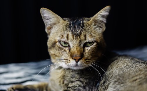 Comportement du chat mourant : les signes annonciateurs