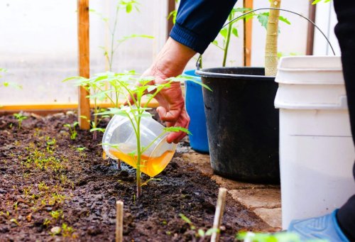 Ce que faisaient les anciens pour nourrir la terre pourrait bien sauver vos tomates aujourd’hui